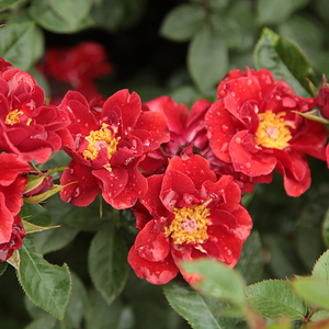Roșu aprins - trandafiri miniatur - pitici
